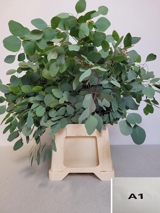 <h4>EUC POPULUS PB</h4>