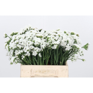 Limonium S - Wh Starl Wings
