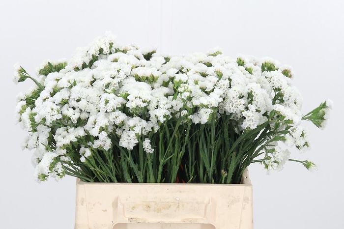 <h4>Limonium S - Wh Starl Wings</h4>
