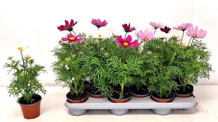 <h4>COSM BIPINNATUS</h4>