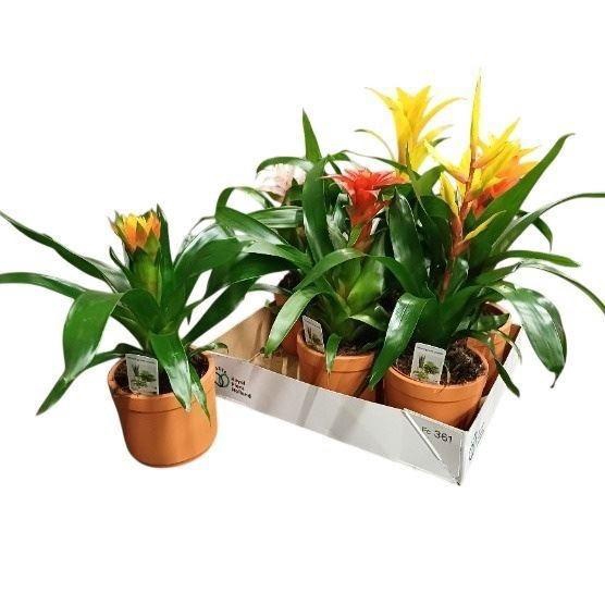 <h4>BROMELIA GEM</h4>