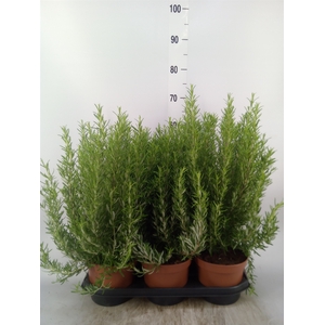 Rosmarinus officinalis   ...