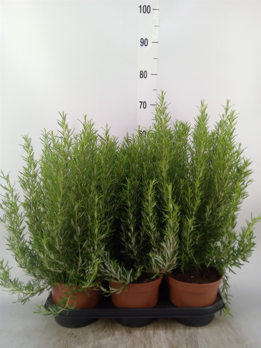 <h4>Rosmarinus officinalis   ...</h4>