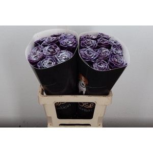 R Wx (rn) Paars Glitter