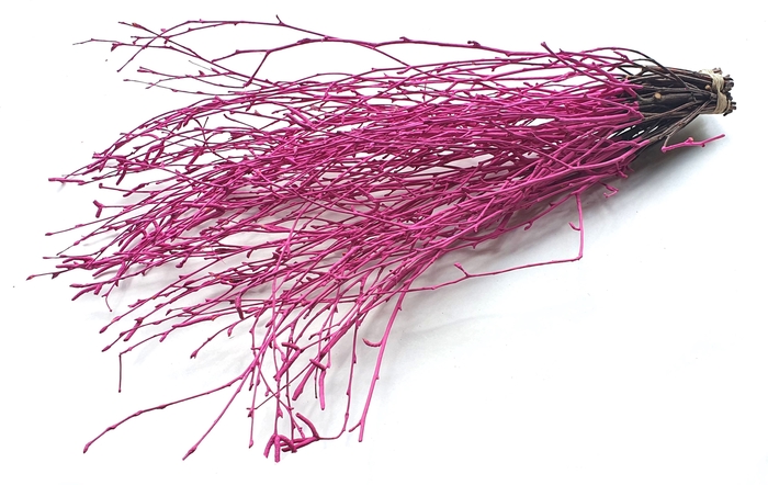 Birch 70cm 10stems per bunch Cerise