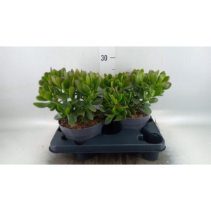 Crassula  'Minova Magic'