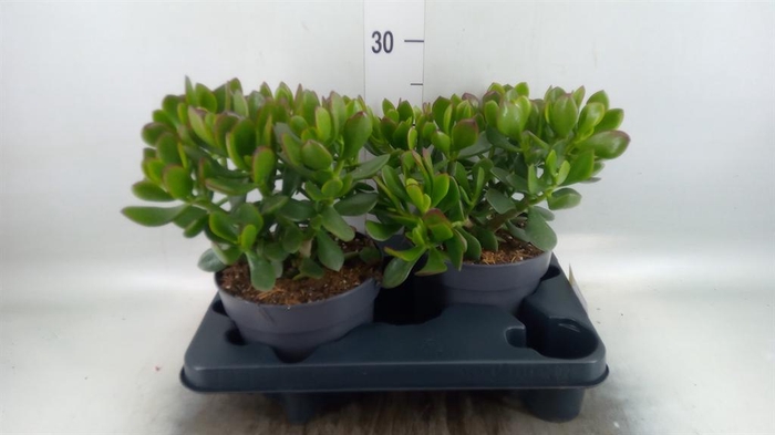 <h4>Crassula 'Minova Magic'</h4>
