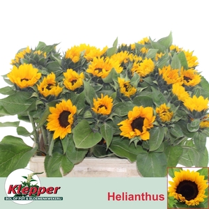 HELIANTHUS SUNRICH ORANGE