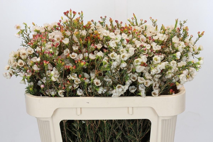 <h4>Chamelaucium Moonlight Delight</h4>