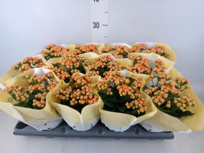 <h4>Kalanchoe   ...</h4>