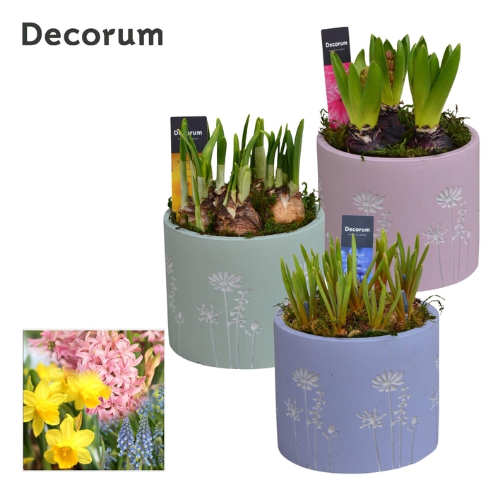 <h4>Bollenmix Whisper Flower HL15743B</h4>