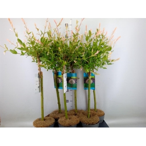 Salix integra 'Hakuro Nishiki'