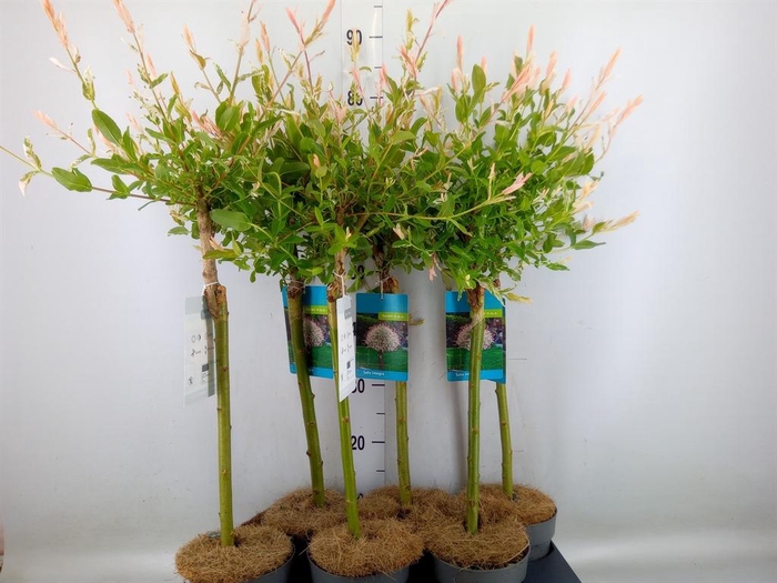 <h4>Salix integra 'Hakuro Nishiki'</h4>