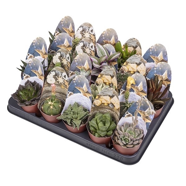 <h4>MIX CACTUS AND SUCCULENT Ø 6.5 WITH CHRISTMAS ROUNDED POTCOVER - SHABBY CHIC - TRAY 20 PCS</h4>