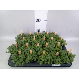 Callisia repens 'Turtle'