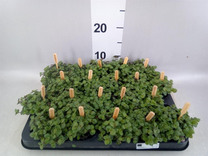 <h4>Callisia repens 'Turtle'</h4>