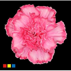 Dianthus St Hot Pink