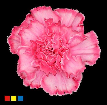 <h4>Dianthus St Hot Pink</h4>