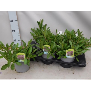VERBE BONARIENSIS
