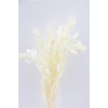 Pres Ruscus Gigante Bleached Bunch