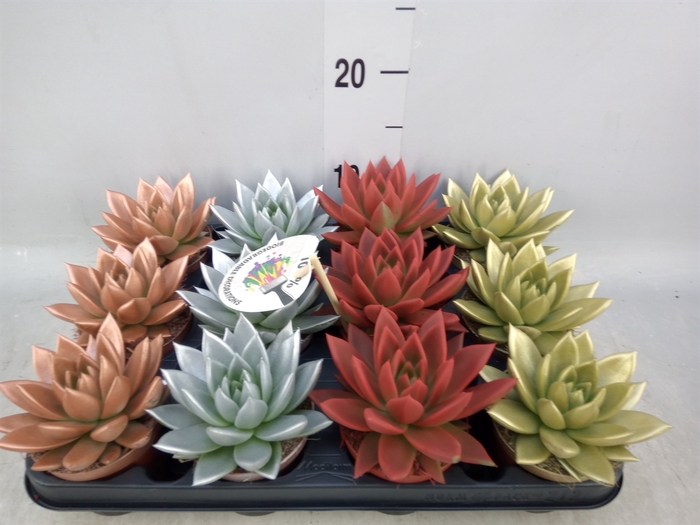 <h4>Echeveria  'Miranda'</h4>