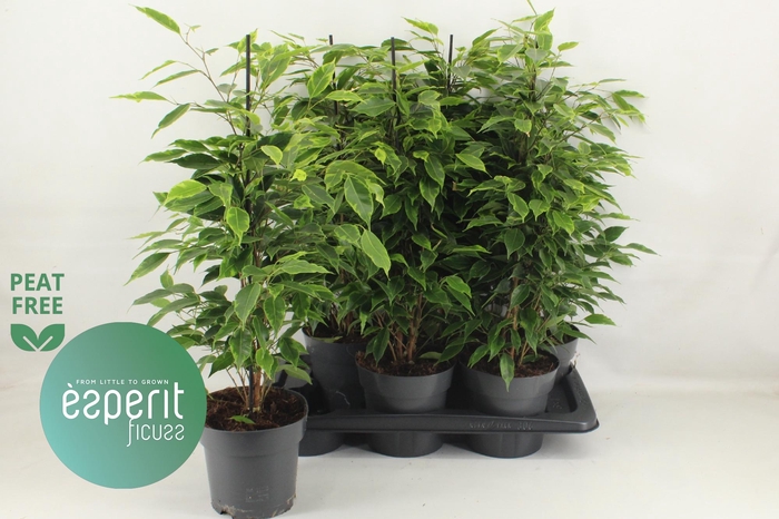 <h4>Fic Be Anastasia</h4>