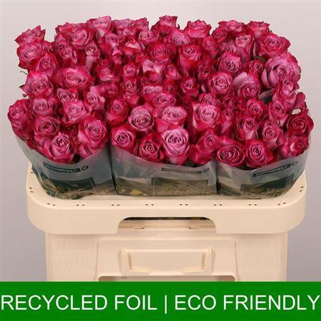 <h4>R Gr Deep Purple</h4>