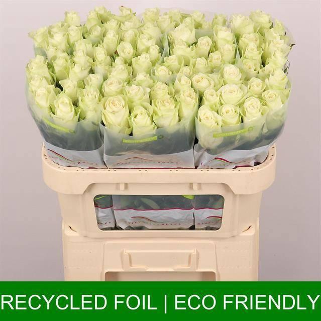 <h4>R GR ATHENA</h4>