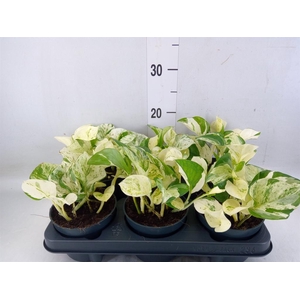 Epipremnum pinn. 'Happy Leaf'