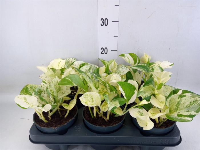 <h4>Epipremnum pinn. 'Happy Leaf'</h4>