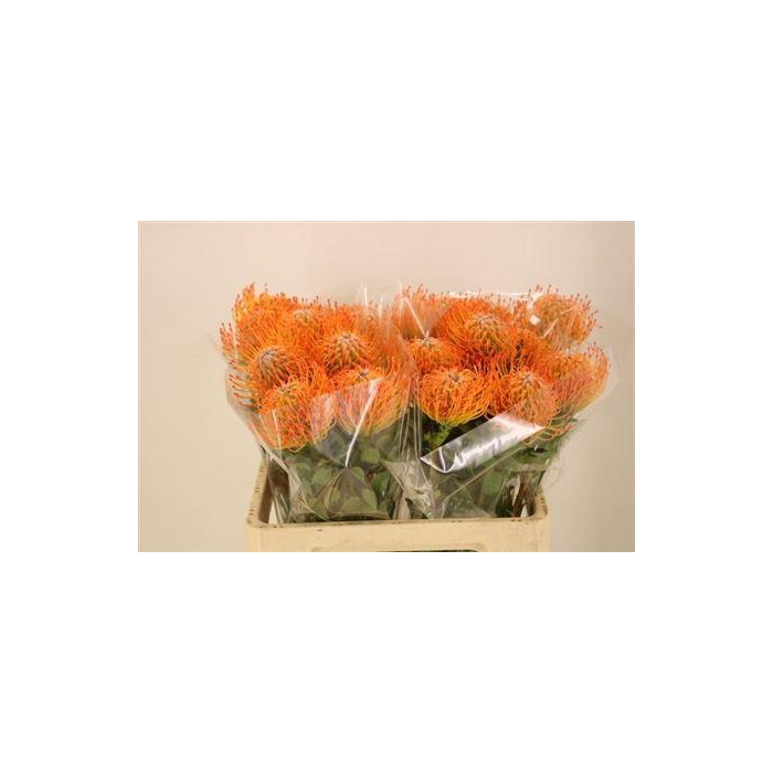 <h4>Leuco Ayoba Sun</h4>