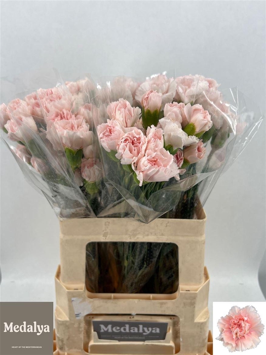 <h4>Di St Pinky</h4>