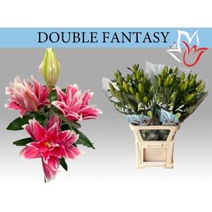LI OR DU DO FANTASY