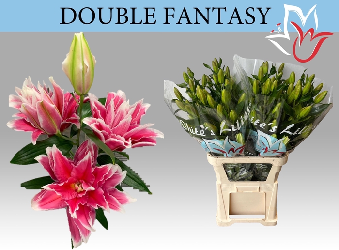 <h4>LI OR DU DO FANTASY</h4>