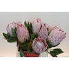 Protea Cynaroides