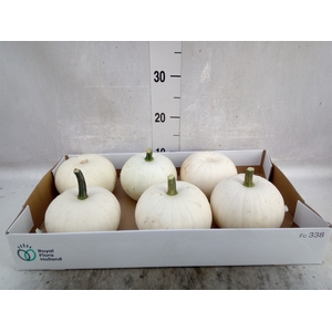 Cucurbita pepo 'Baby Boo'