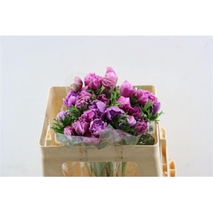 Anem Full Star Rose Cerise