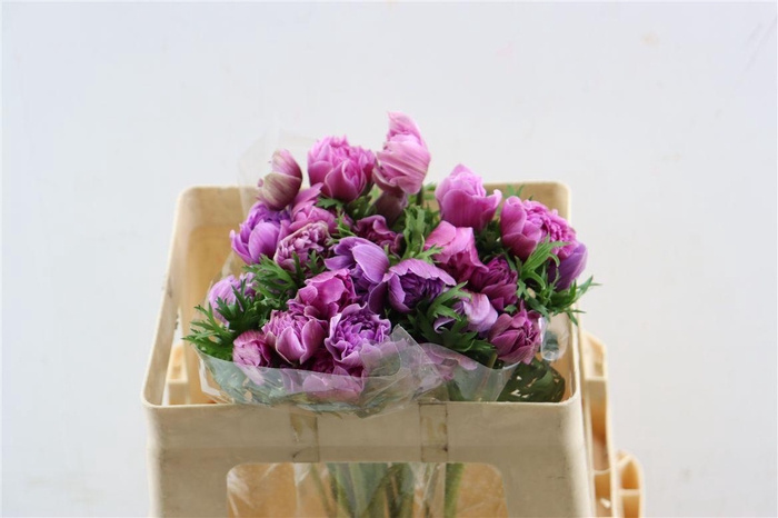 <h4>Anem Full Star Rose Cerise</h4>