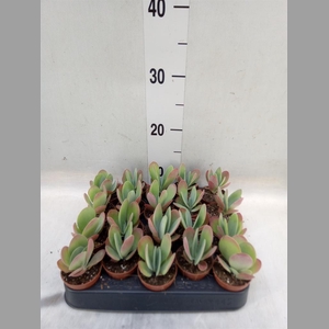 Kalanchoe NF thyrsiflora