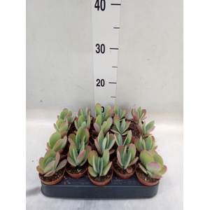 Kalanchoe NF thyrsiflora