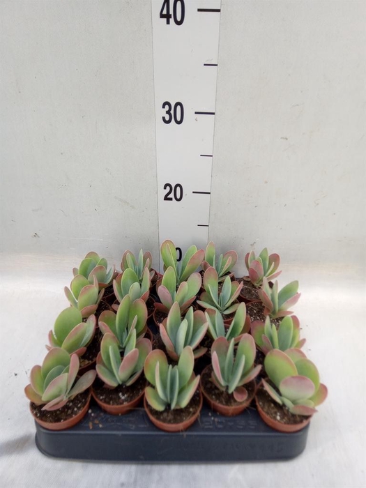<h4>Kalanchoe NF thyrsiflora</h4>