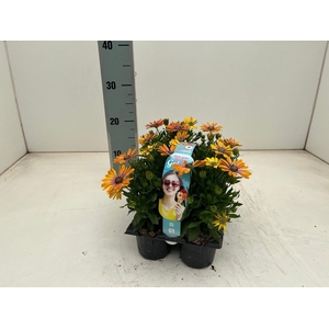 OSTEO SEREN PI EYE B