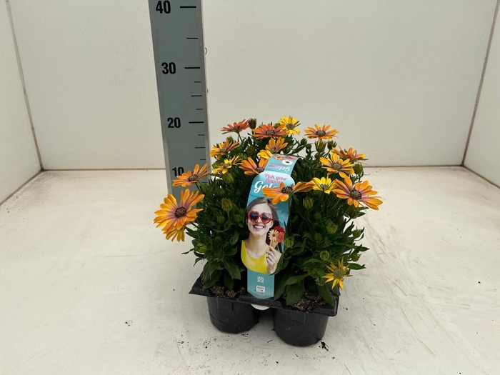 <h4>OSTEO SEREN PI EYE B</h4>