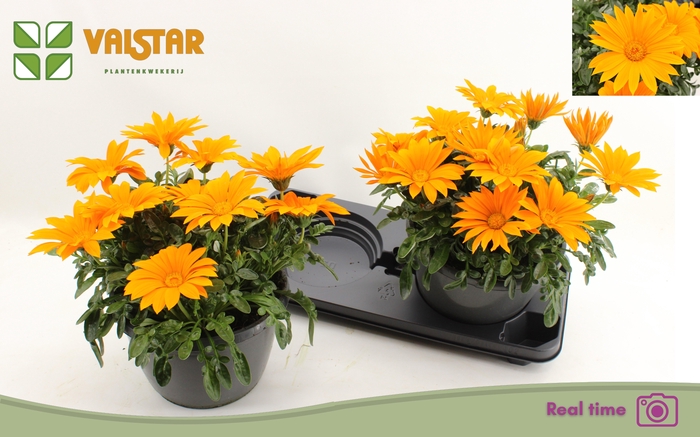 <h4>GAZ R DEEP ORANGE</h4>