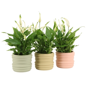 7502480: Solutionss Contradiction