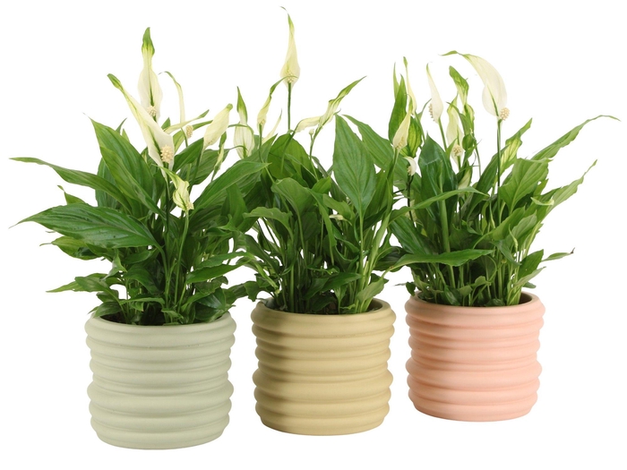 <h4>7502480: Solutionss Contradiction</h4>