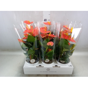 Anthurium andr. 'Orange Champion'