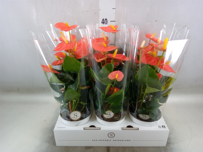 <h4>Anthurium andr. 'Orange Champion'</h4>