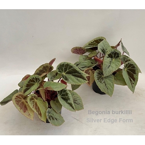 Begonia