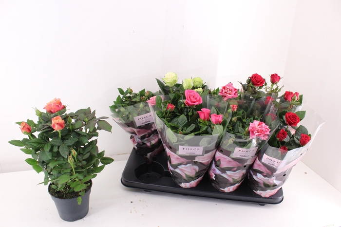 <h4>RO PATHIT GEM 5 SRT</h4>